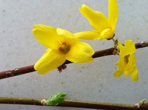 Forced Forsythia blossoms 