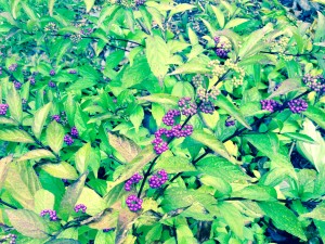 Fall color that is deer resistant