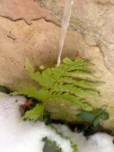 Autumn fern in snow