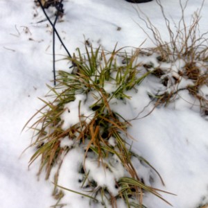 the carex is green under the snow